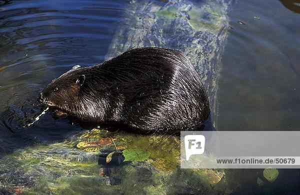 Beaver in water Jasper National Park Alberta Canada