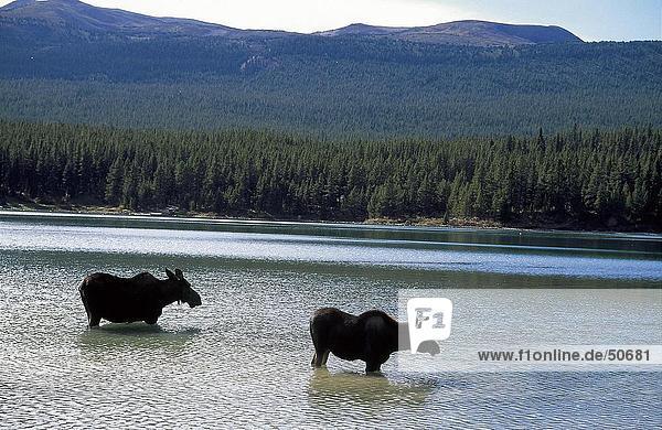 Silhouette of two Moose (Alces alces) standing in lake Maligne Lake Jasper National Park Alberta Canada