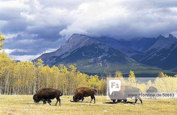 Four American bison (Bison bison) walking in field Jasper National Park Alberta Canada
