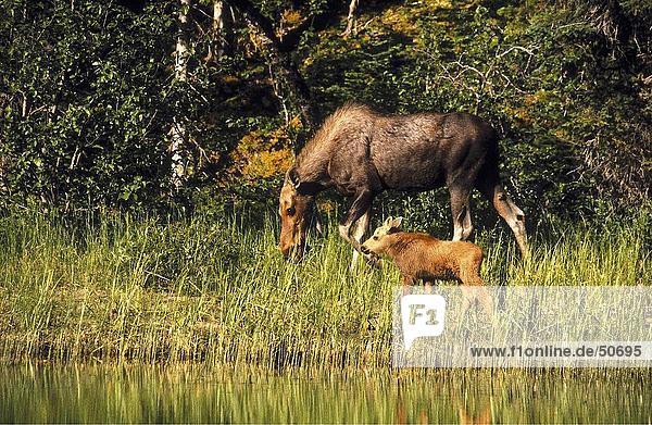 Moose (Alces alces) walking with its calf in forest  Bowron Lake Provincial Park  British Columbia  Canada