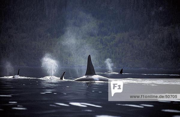 Killer whales (Orcinus orca) surfacing  Vancouver Island  British Columbia  Canada