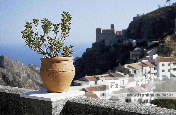 Potted plant on fence overlooking city  Corleone  Sicily  Italy