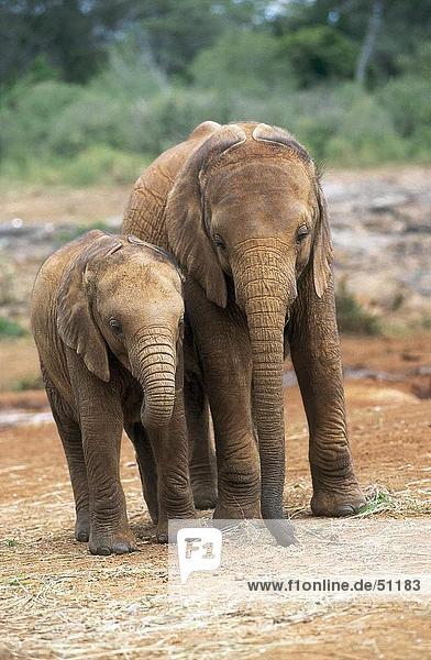Zwei Kälber von afrikanischen Elefanten (Loxodonta Africana) im Wald