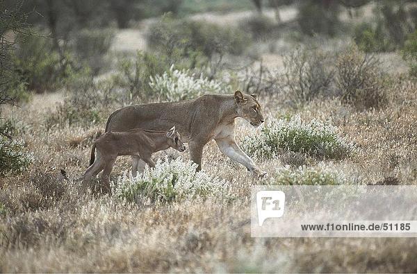 Löwin (Panthera Leo) mit Gazelle im Wald spazieren