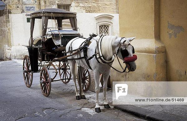 Horse drawn carriage in street  Valetta  Malta