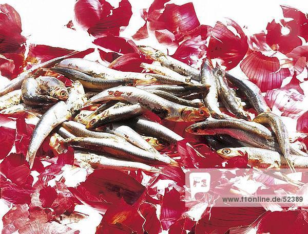 Nahaufnahme frische Sardinen auf Roter Zwiebel Peelings