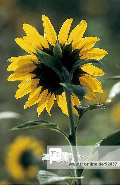 Nahaufnahme der blühenden Sonnenblume (Helianthus Annuus)