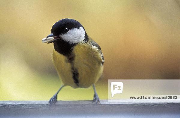 Nahaufnahme der Kohlmeise (Parus major) Vogel