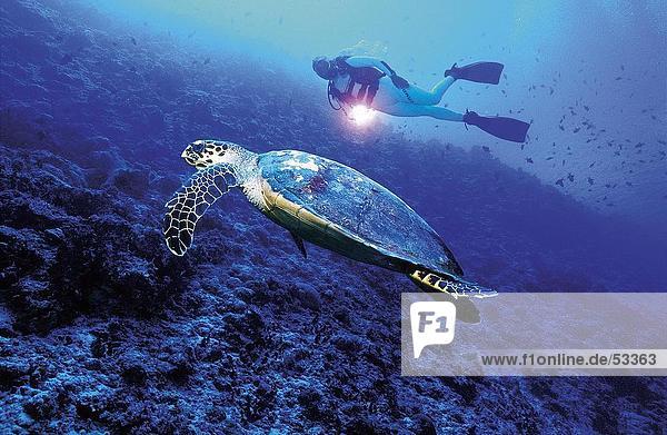 blinken Unterwasseraufnahme Beleuchtung Licht Taucher Landschildkröte Schildkröte Malediven Echte Karettschildkröte Karettschildkröten Eretmochelys imbricata