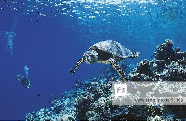 Unterwasseraufnahme Landschildkröte Schildkröte schwimmen Malediven Echte Karettschildkröte Karettschildkröten Eretmochelys imbricata
