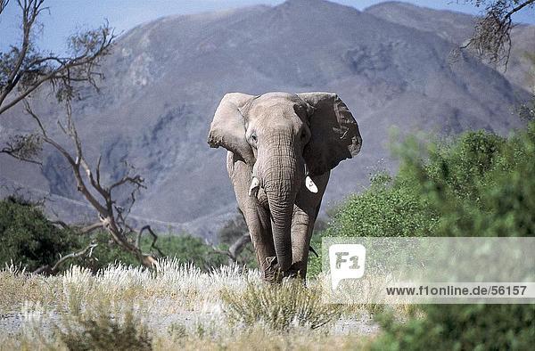 Afrikanischen Elefanten (Loxodonta Africana) walking im Wald