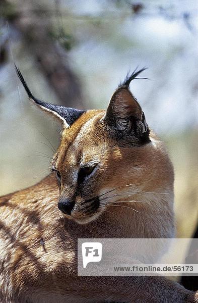Nahaufnahme der Eurasischer Luchs (Lynx Lynx)  Namibia