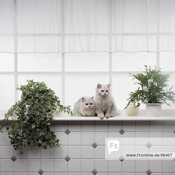 Zwei weiße persische Katzen auf Fenster board