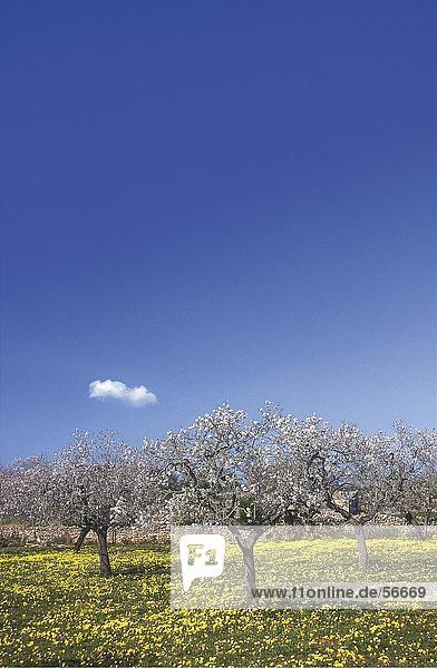 Almond trees blooming in field  Majorca  Balearic Islands  Spain