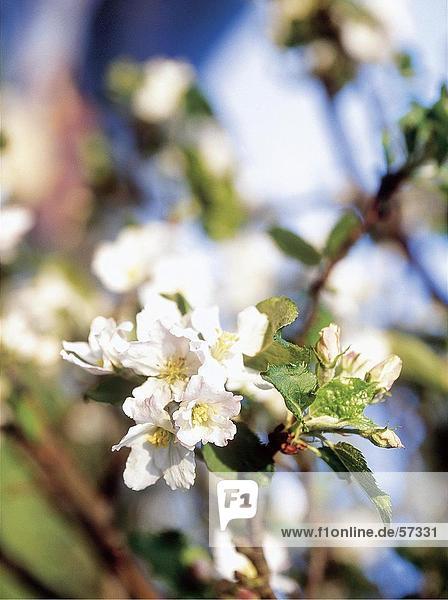 Nahaufnahme der blühenden Blumen der Apfelbaum