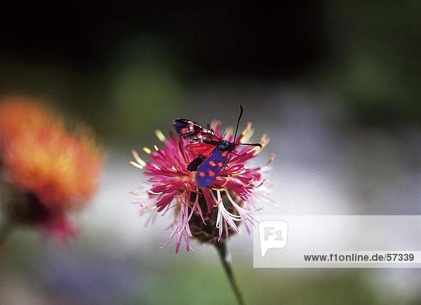 Bestäubung von Schmetterling auf Blume Nationalpark Triglav Slowenien