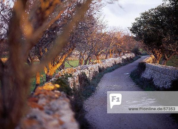 Bäume entlang einer Straße Balearen Mallorca Balearen Spanien
