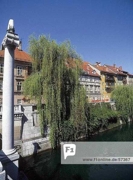 Ljubljana Hauptstadt Flussufer Ufer weinen Baum Gebäude Slowenien