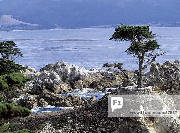 Baum auf einer felsigen Küste Carmel Kalifornien USA