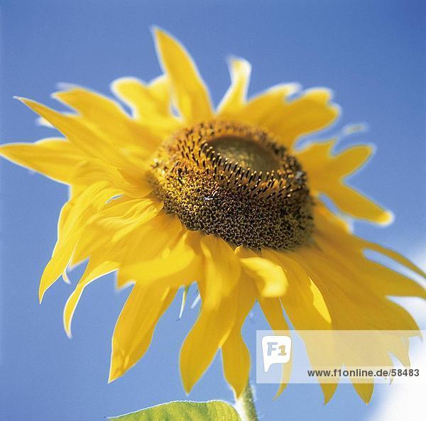 Nahaufnahme der blühenden Sonnenblume (Helianthus Annuus)