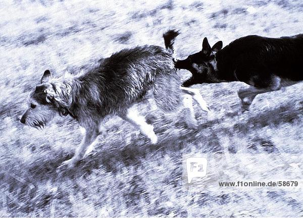 Schäferhund beißen des Hundes Schwanz im Feld