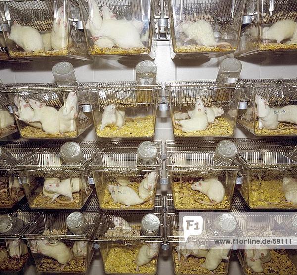 Weiße Ratten in Käfigen im Labor