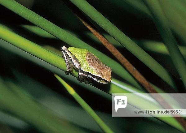 European tree frog (Hyla arborea) on greenstalk  La Gomera  Canary Islands  Spain