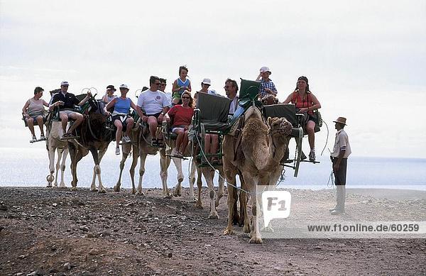 Tourists traveling on camels in desert  La Lajita Oasis Park  Fuerteventura  Canary Islands  Spain