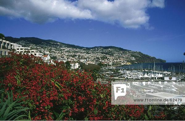 Blumen blühen in einer Stadt an einer Küste im Hintergrund  Madeira Funchal  Madeira  Portugal