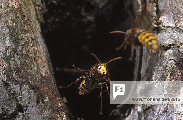 Zwei Wasp in Baum Loch fliegen