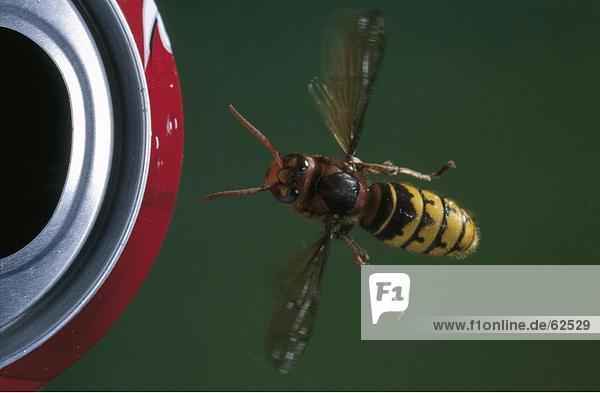 Nahaufnahme der Wasp überfliegen Blechdose