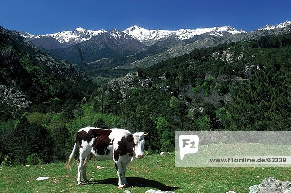 Stehende Kuh auf grasbewachsenen Landschaft  Frankreich