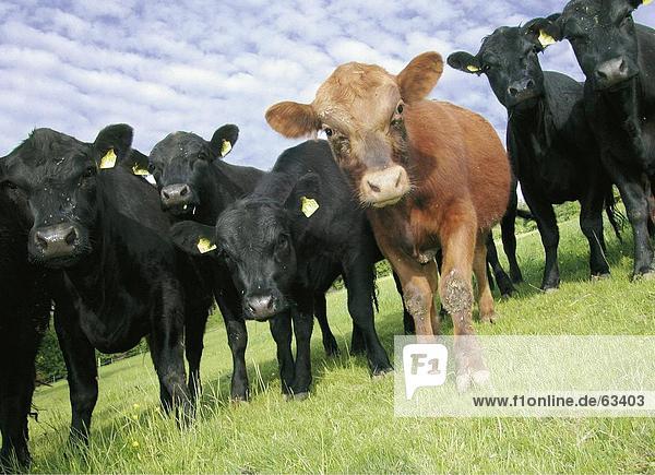 Untersicht von Rindern im Feld