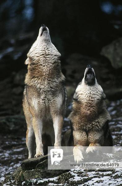 grau Wald 2 Wolf Canis lupus