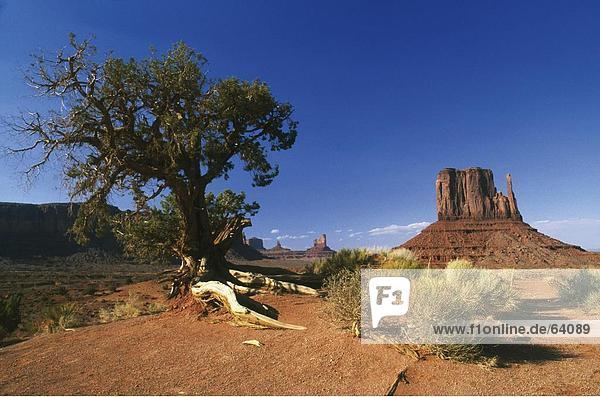 Baum und Sandstein Rock auf Landschaft  Merrick Butte  Monument Valley  Utah  USA