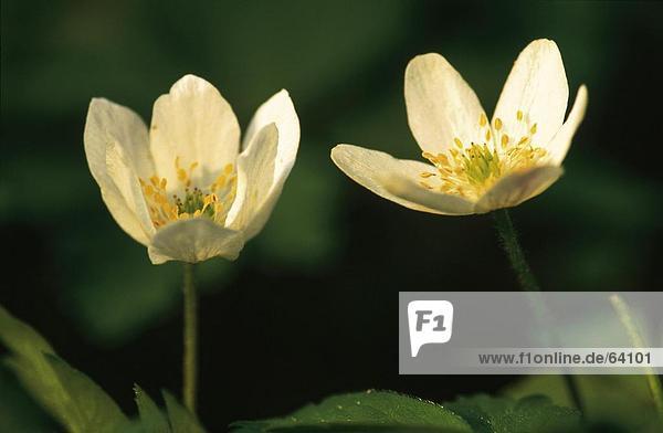 Nahaufnahme der blühenden Blumen der anemone