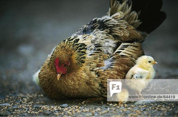 Close-up of hen with chicken
