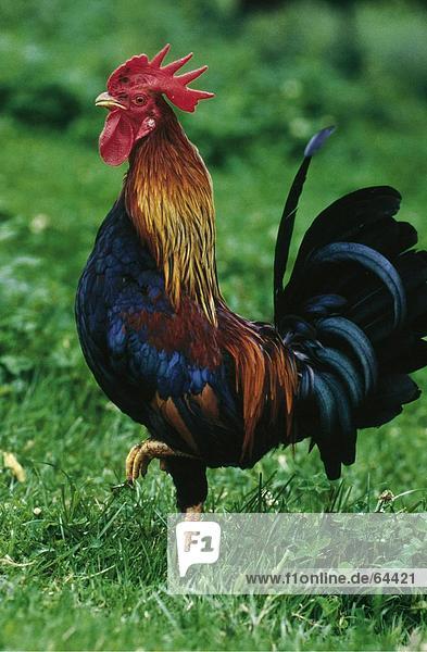 Close-up of rooster walking in field