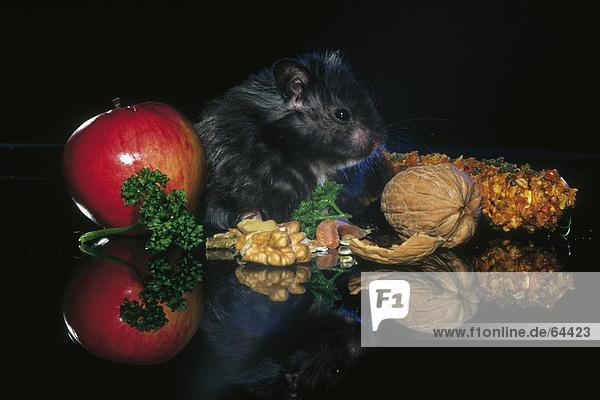 Close-up of hamster and walnuts