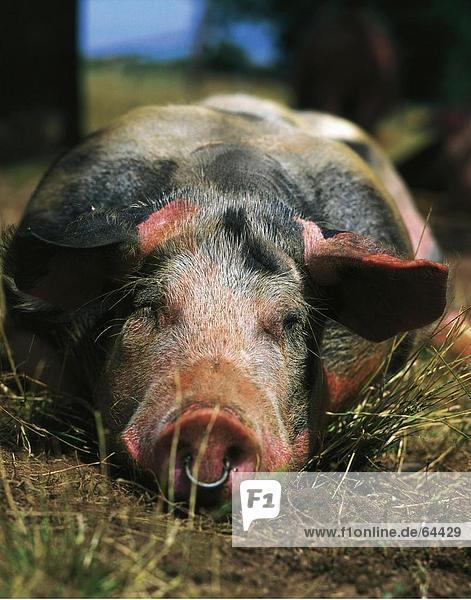 Nahaufnahme-Schwein im Feld liegen