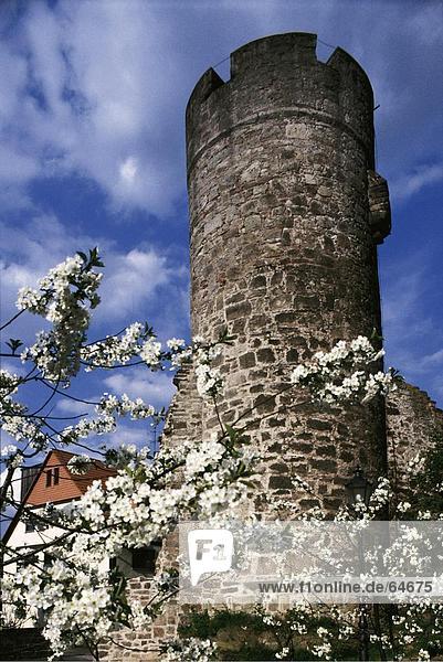Blumen blühen vor der alten Turm  Witzenhausen  Hessen  Deutschland