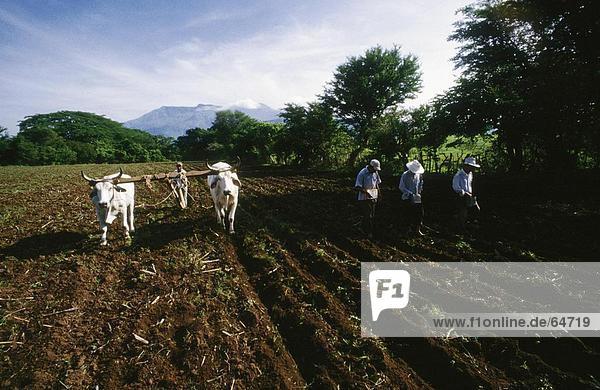 Vier Bauern Landwirtschaft Feld Guatemala Mexiko