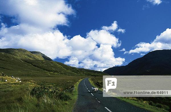 Erhöhte Ansicht von Schafen auf Mountain Road  County Mayo  Irland