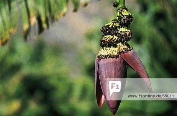 Nahaufnahme von Blume Bananenbaum  Kanaren  La Palma  Kanarische Inseln  Spanien