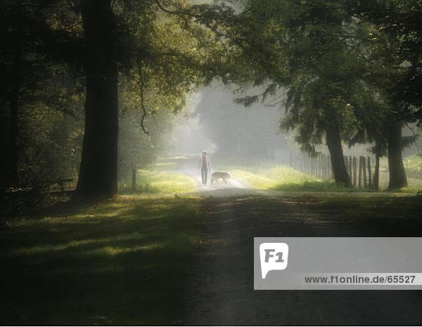Park  Mann  Hund Freizeit  zu Fuß Baum Weise Forstweg  entspannen