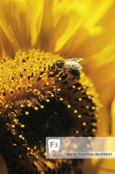 Nahaufnahme der Biene auf Sonnenblume (Helianthus Annuus)