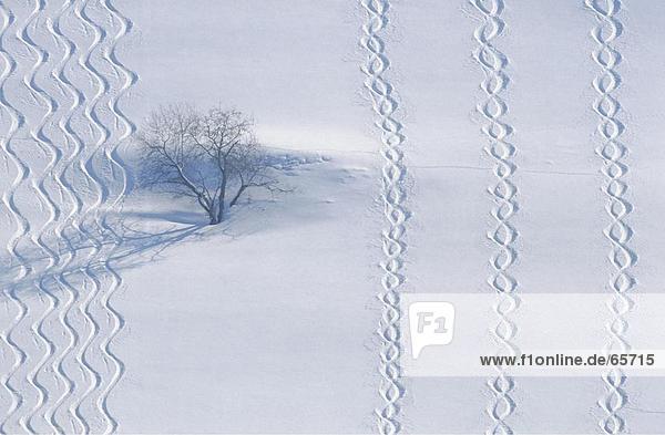 Erhöhte Ansicht von Kahler Baum auf Schnee bedeckt Feld