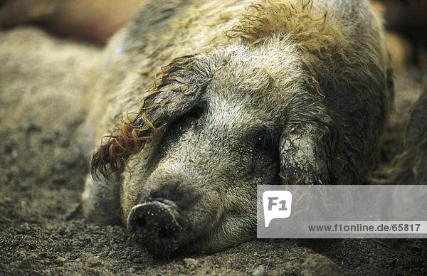 Close-up of wollschwein resting in field