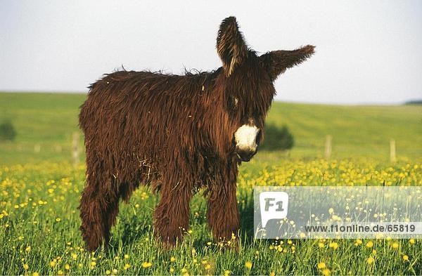 Foal of Poitou donkey standing in field
