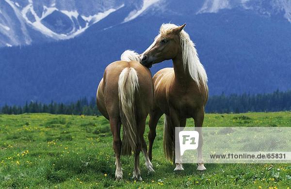 Two Haflinger horses in field